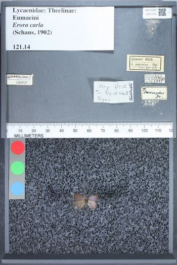 Media type: image;   Entomology 73100